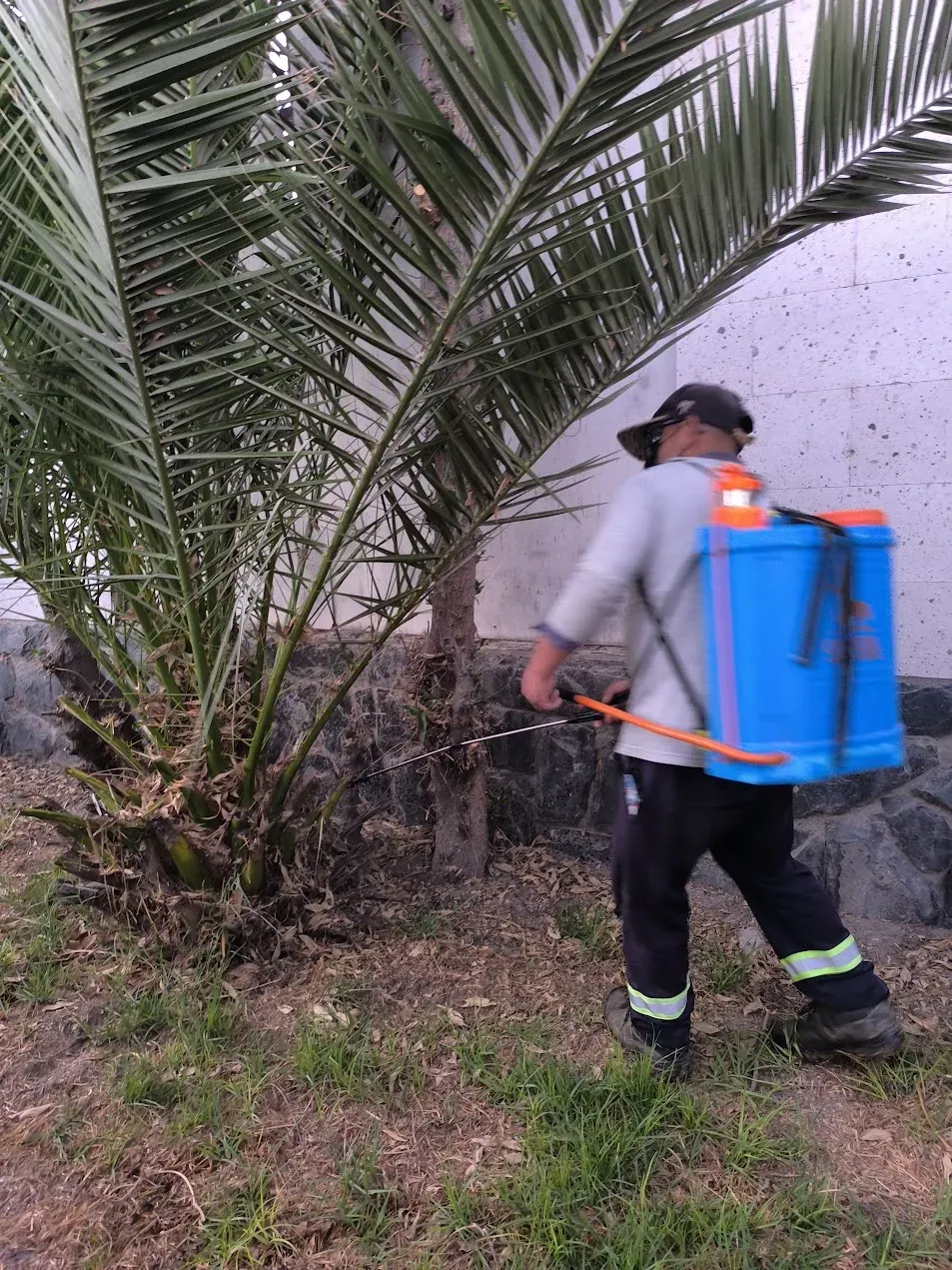 Aplicación fitosanitaria durante intervención en jardín residencial