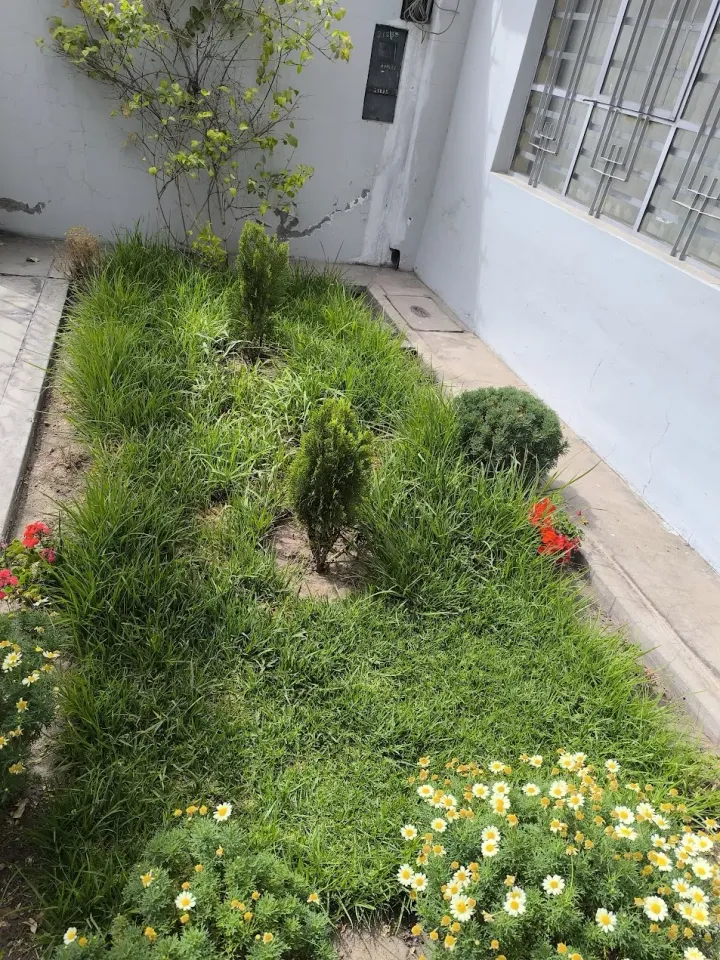 Jardín antes de mantenimiento (referencia Alto Selva Alegre)
