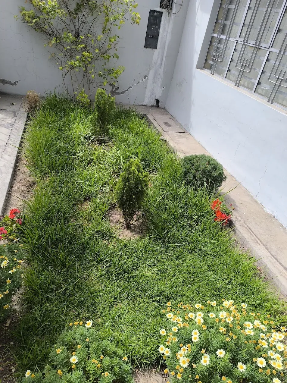 Jardín antes de mantenimiento (referencia Alto Selva Alegre)