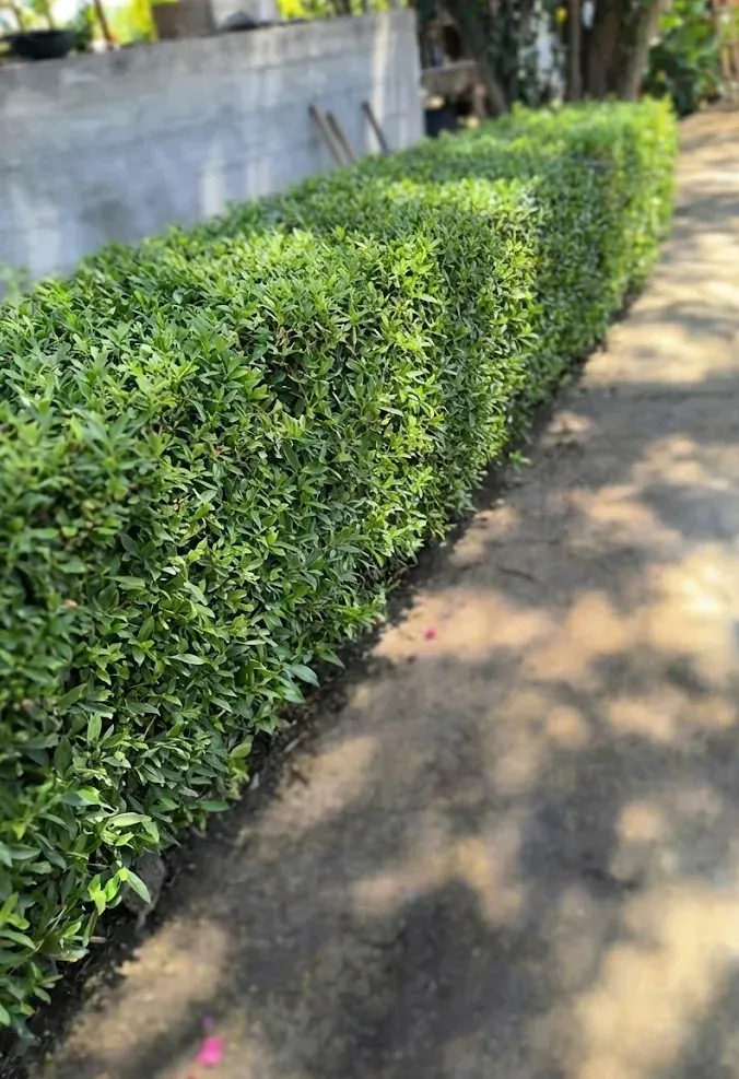 Cerco vivo mioporo después de mantenimiento (La Joya)