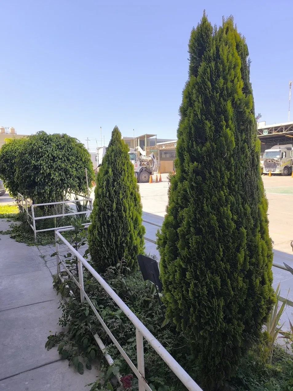 Área con especies ornamentales antes de mantenimiento (referencia Yura)