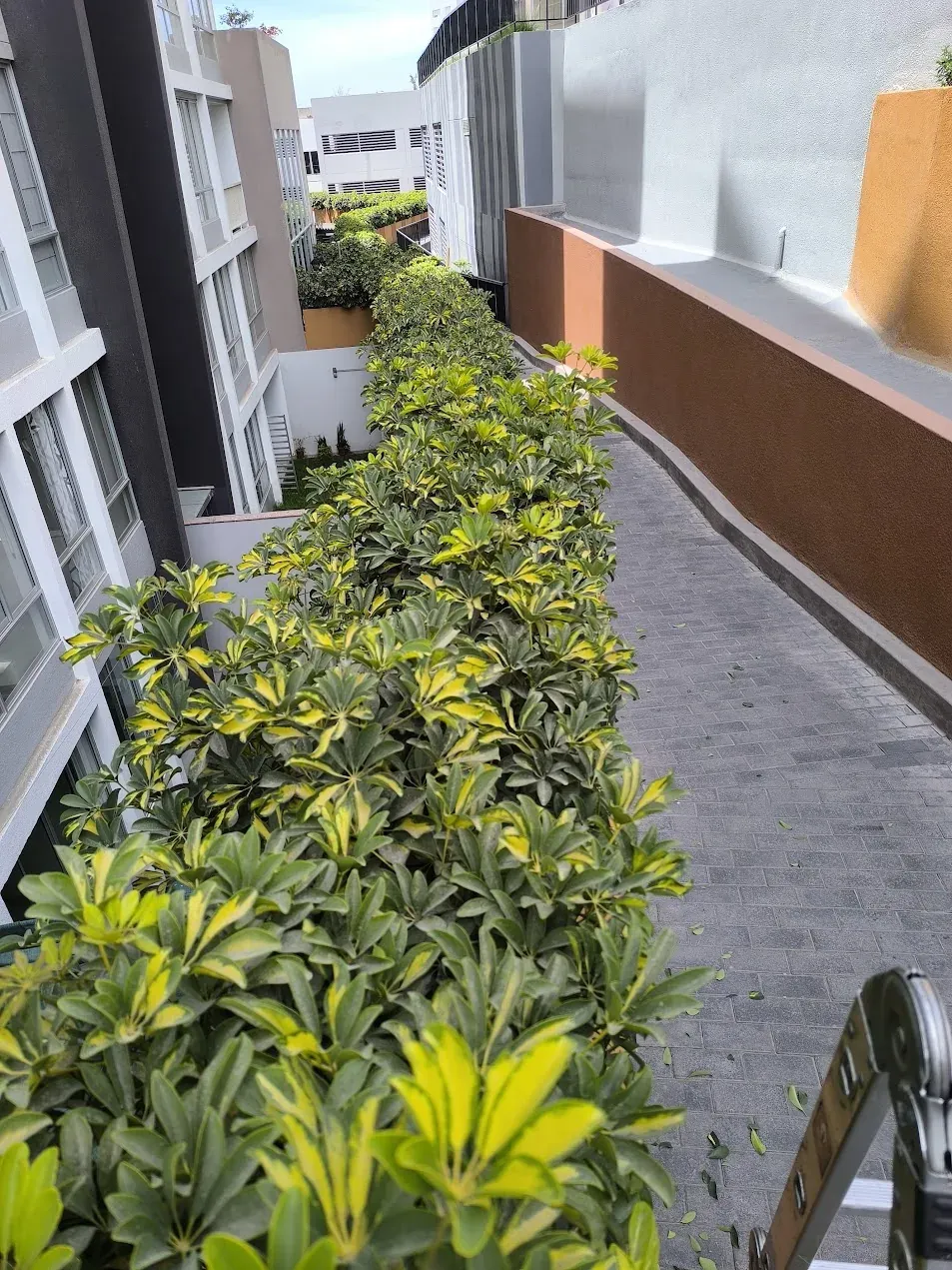 Cerco perimétrico antes de poda y perfilado (sheflera)