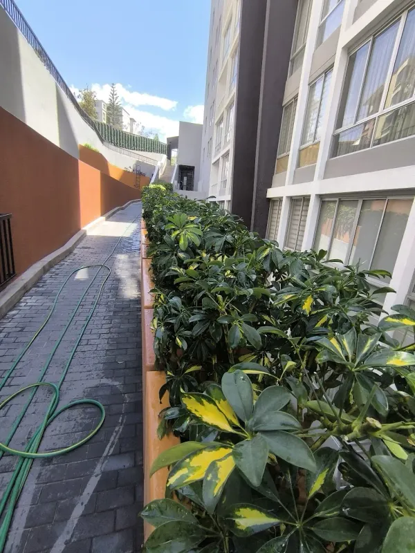 Cerco vivo podado y perfilado en vivienda residencial en Arequipa